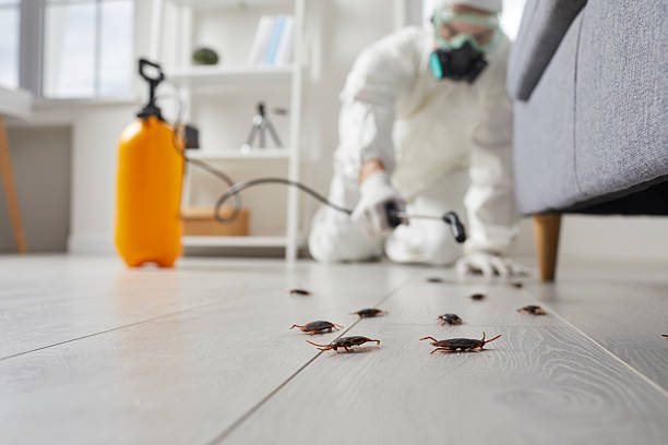 Trusted Termite Control service in Jefferson City, TN - Nex Pest Control